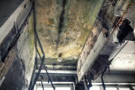 Professional Mold Remediation in Old Greenwich, CT